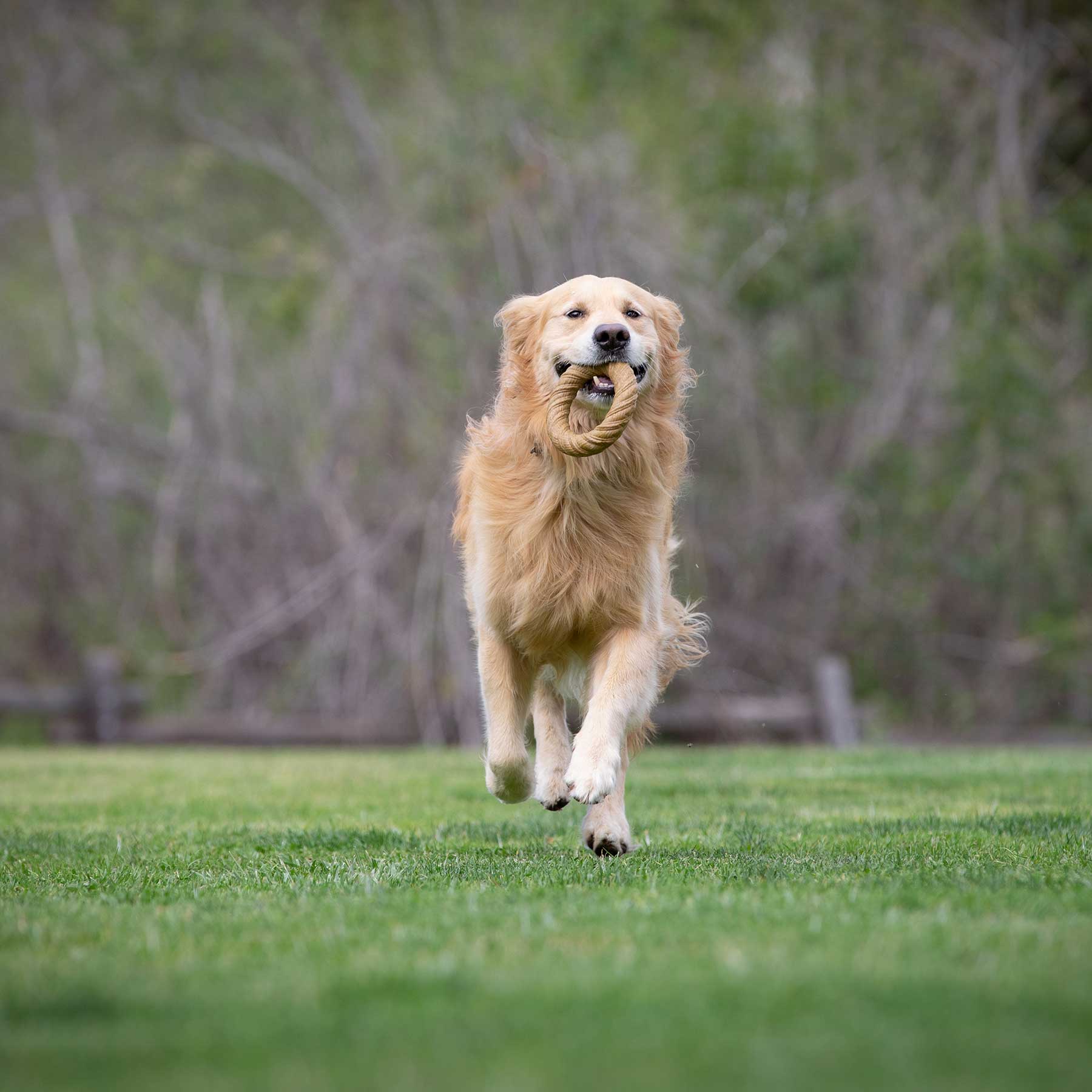 BarkBone Natural Instinct Peanut Butter Infused Nylon Chew Ring - Image 5