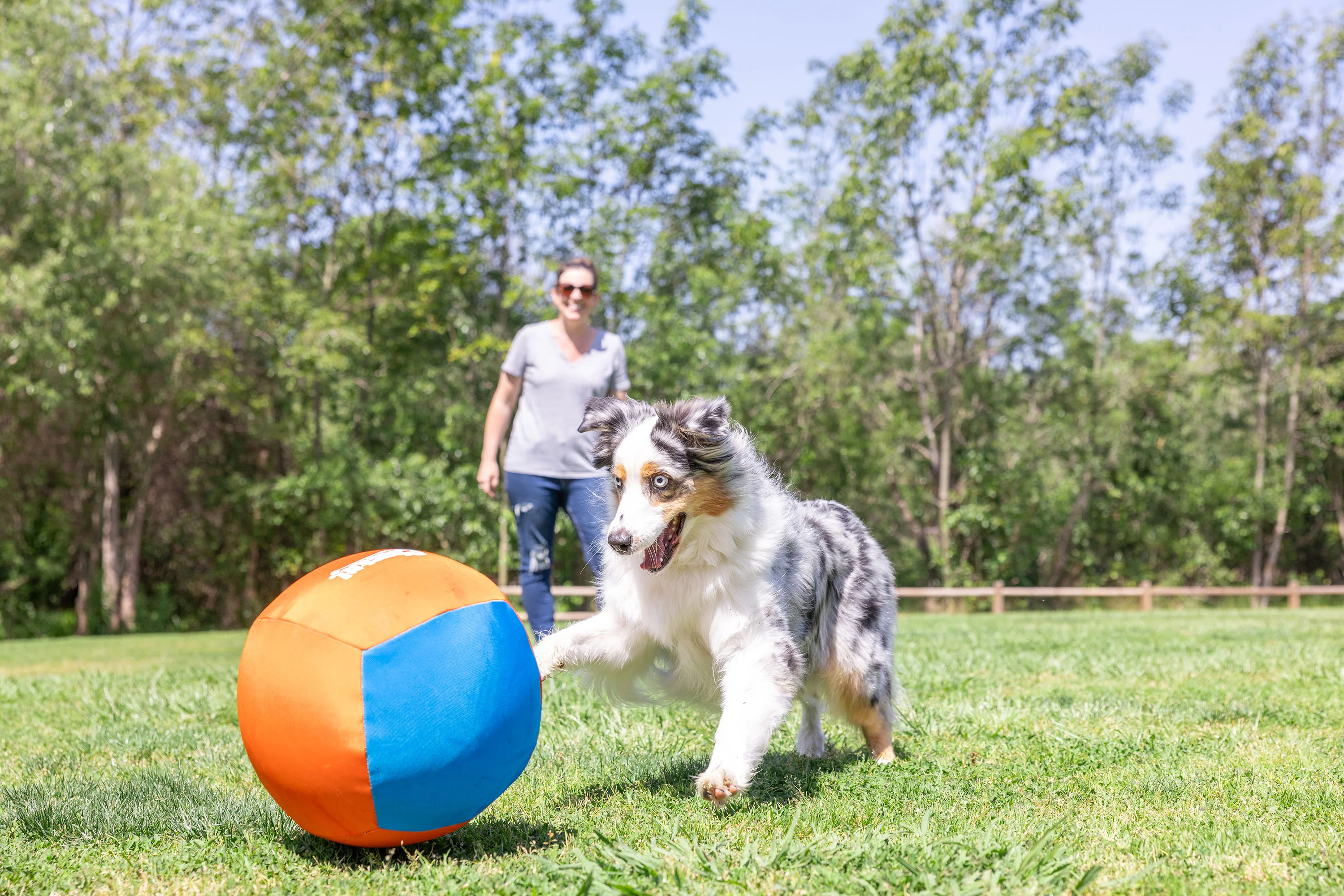 Chuckit! Big Air Fetch & Herding Ball Dog Toy - Image 6