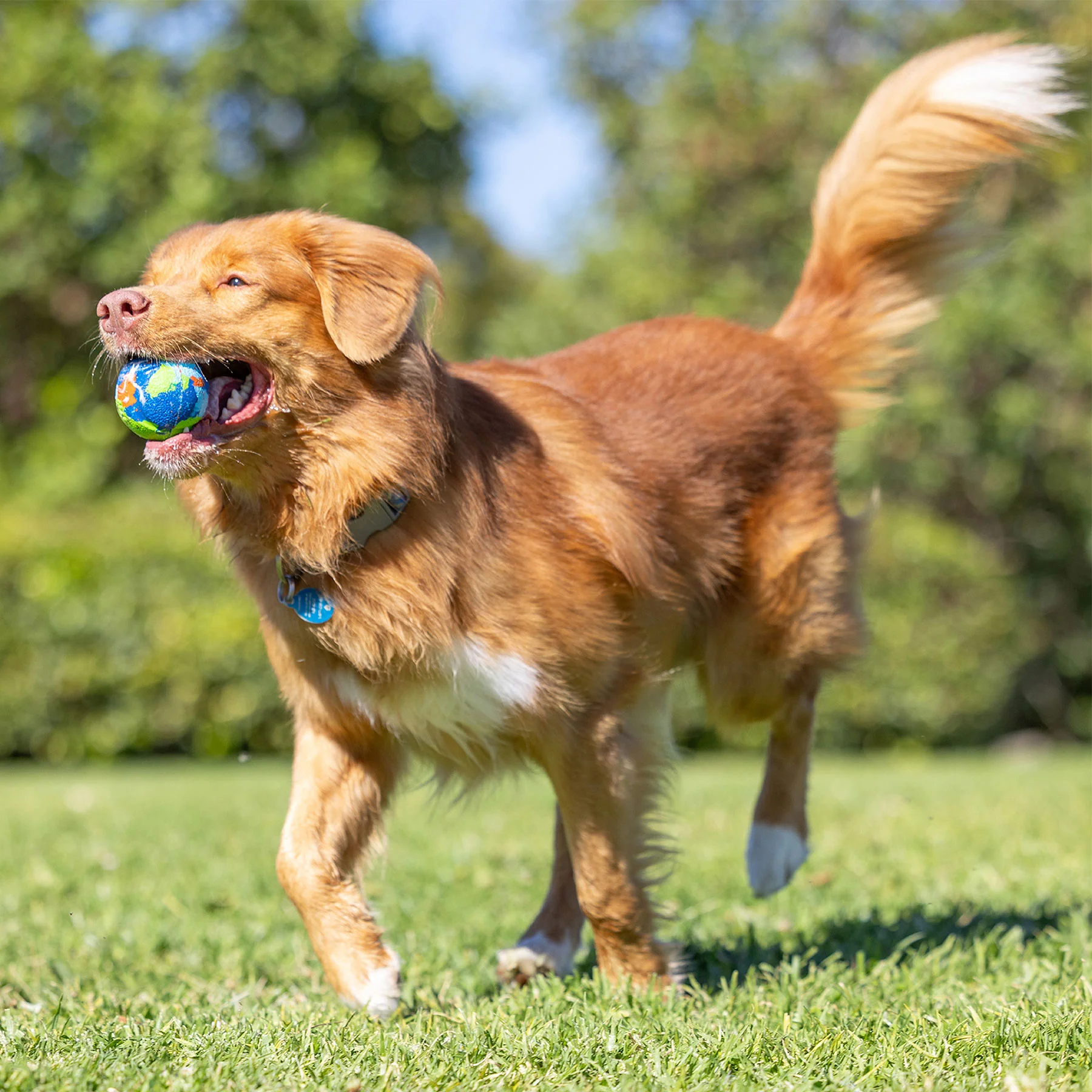 Chuckit! EcoFetch Recycled Rubber Fetch Ball Medium - Image 5
