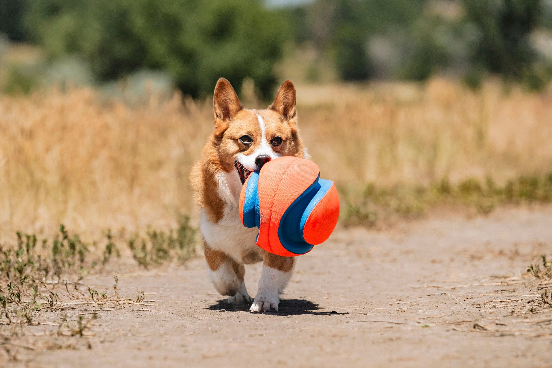 Chuckit! Kick Fetch Dog Toy - Image 5