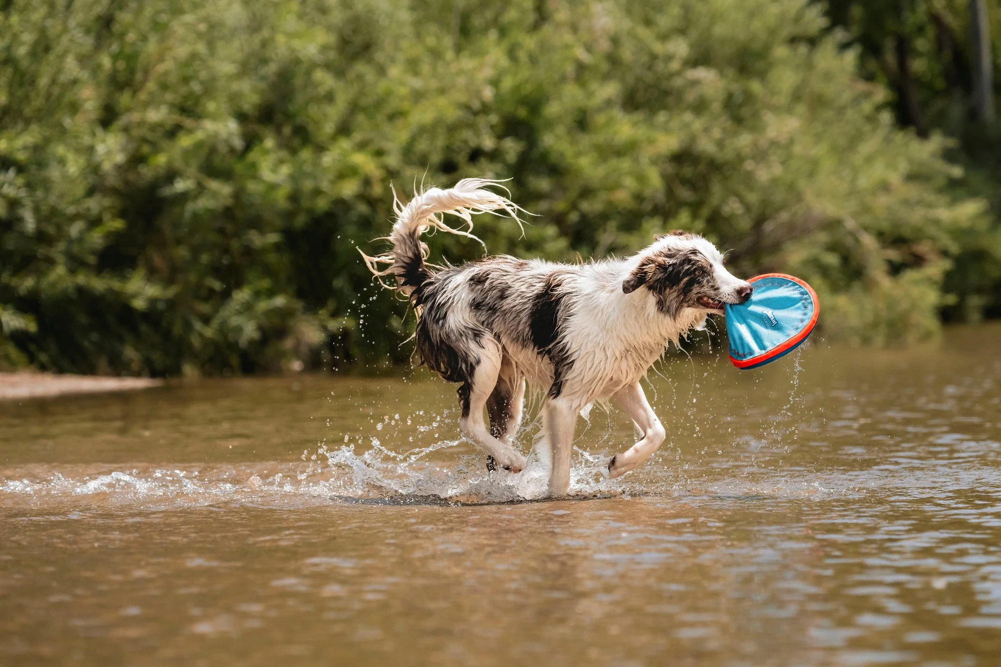 Chuckit! Paraflight Flyer Dog Toy - Image 7