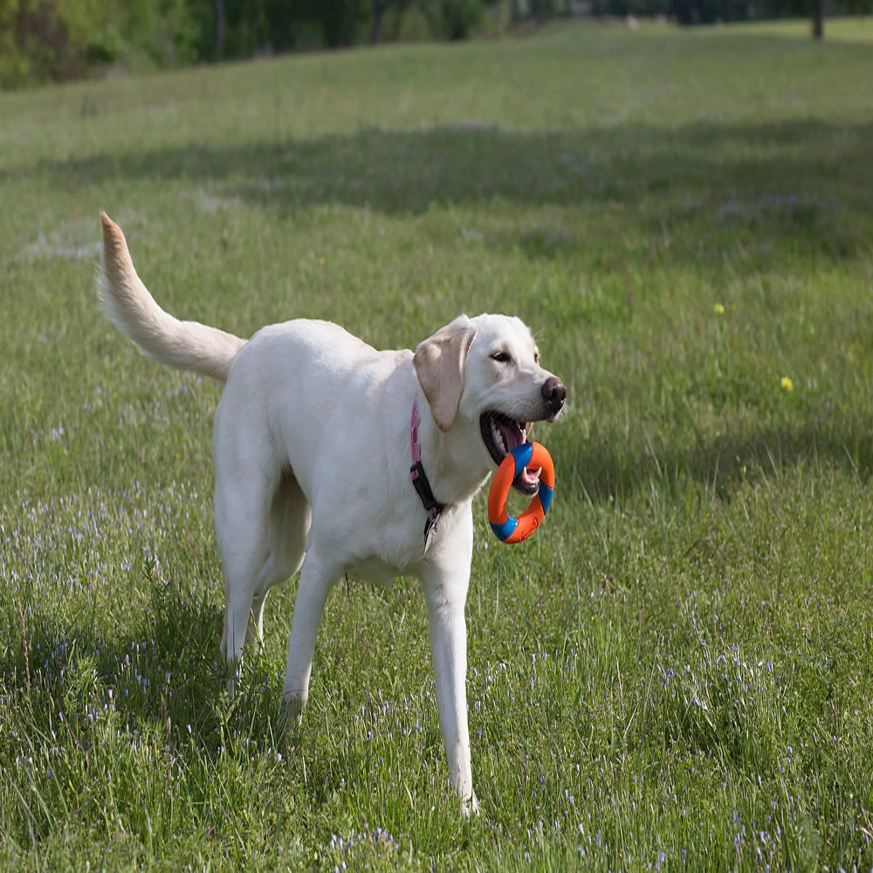 Chuckit! RingChaser Dog Toy Set - Image 4