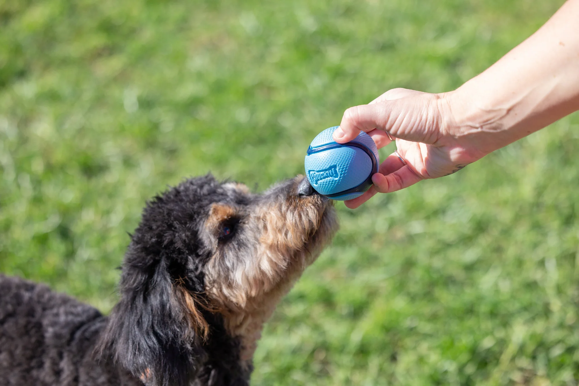Chuckit Sniff Ball 4 Pack - Image 3