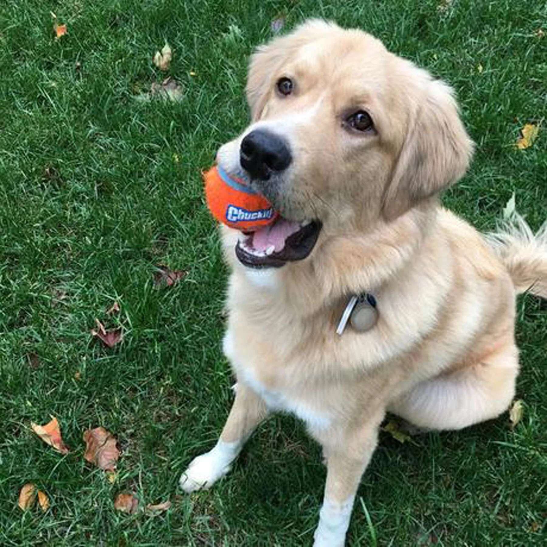 Chuckit! Tennis Balls for Dogs - Image 5