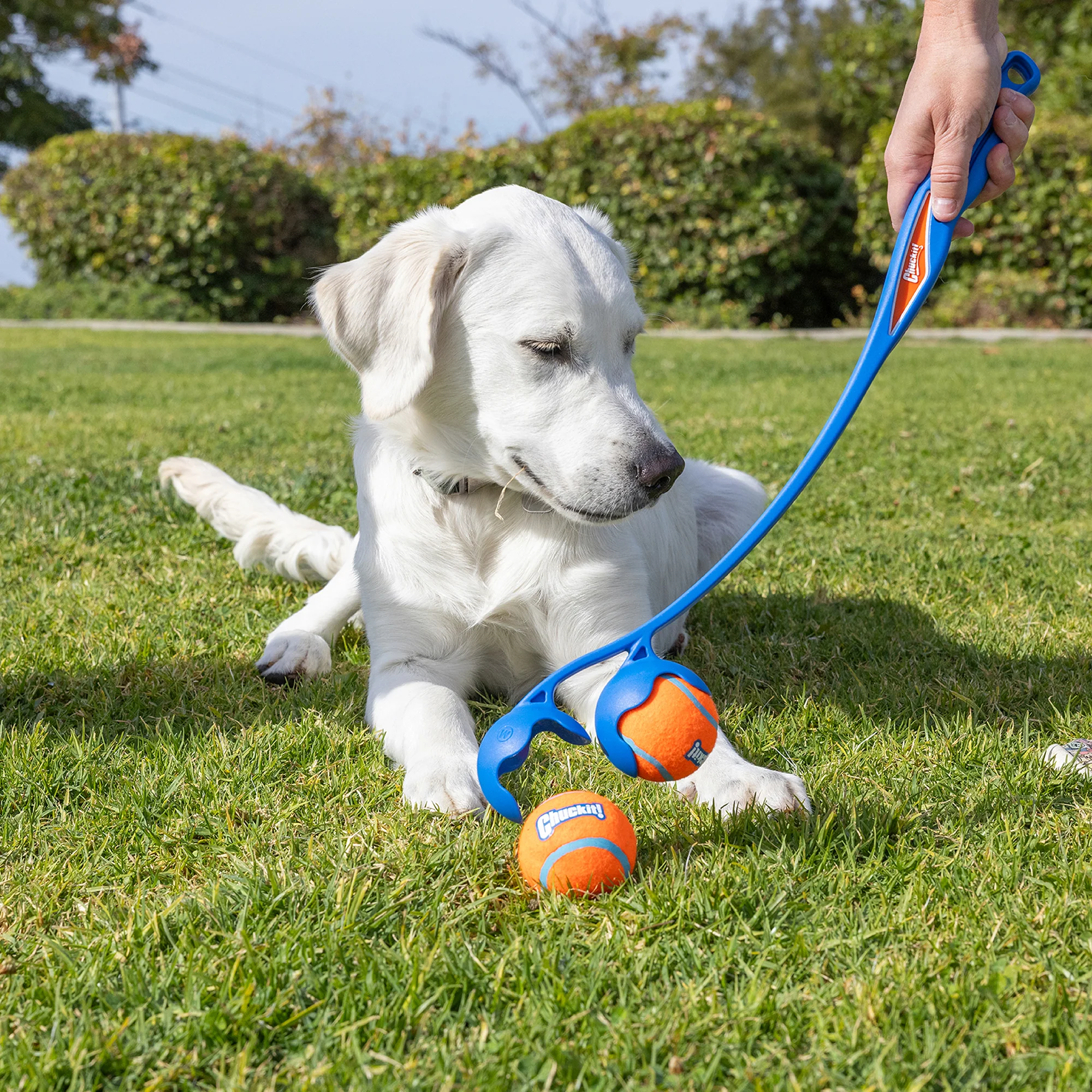 Chuckit! 22M Double Launcher Dog Toy - Image 5