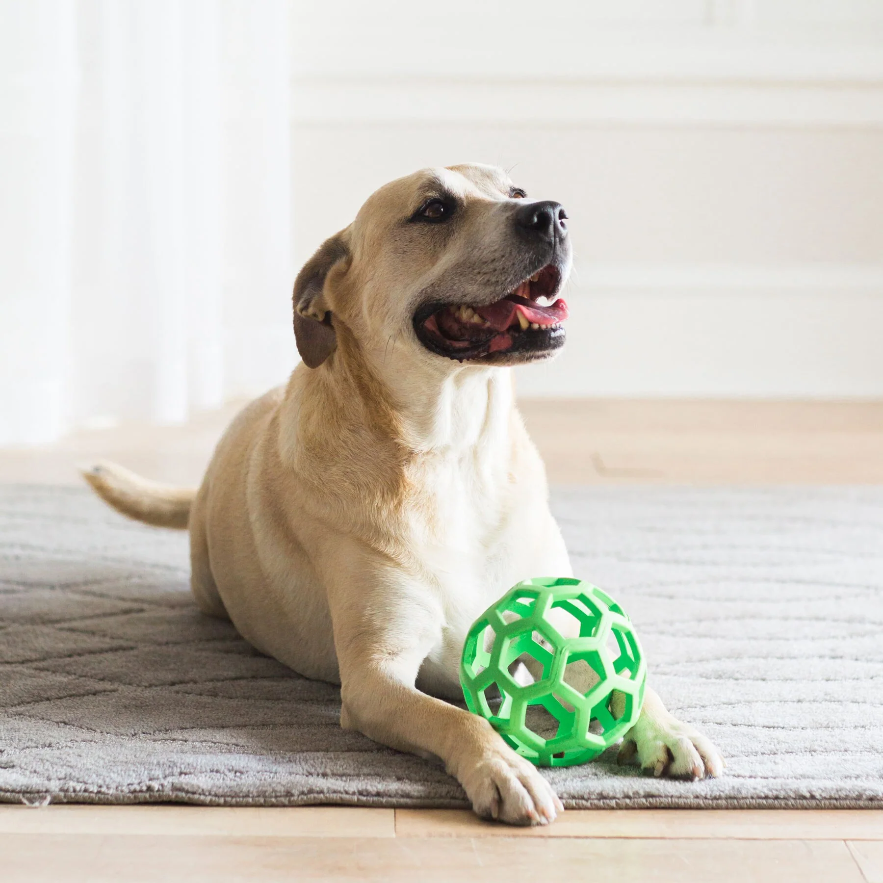 JW Hol-ee Roller Dog Toy - Image 8