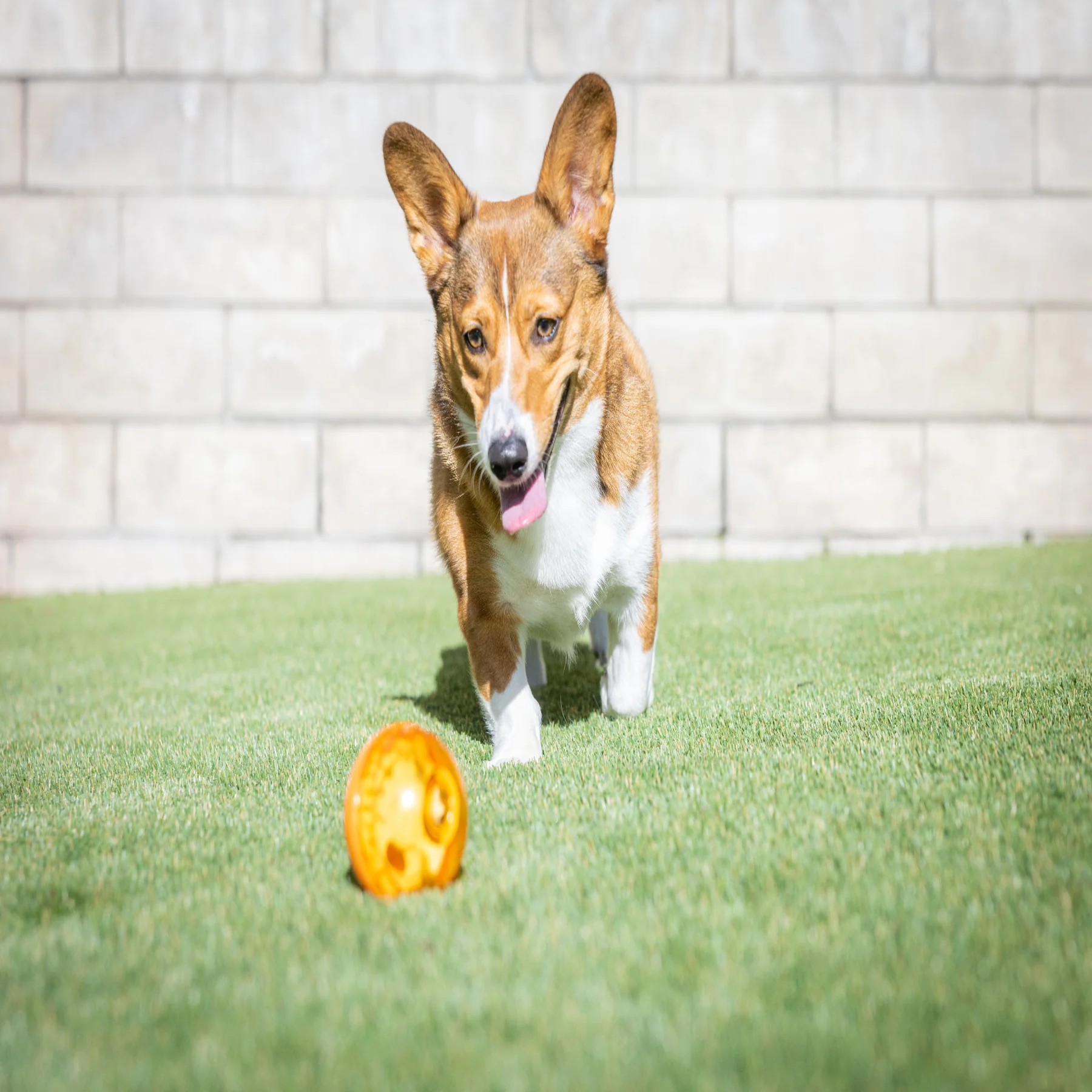 OurPets 3" IQ Treat Ball - Image 3